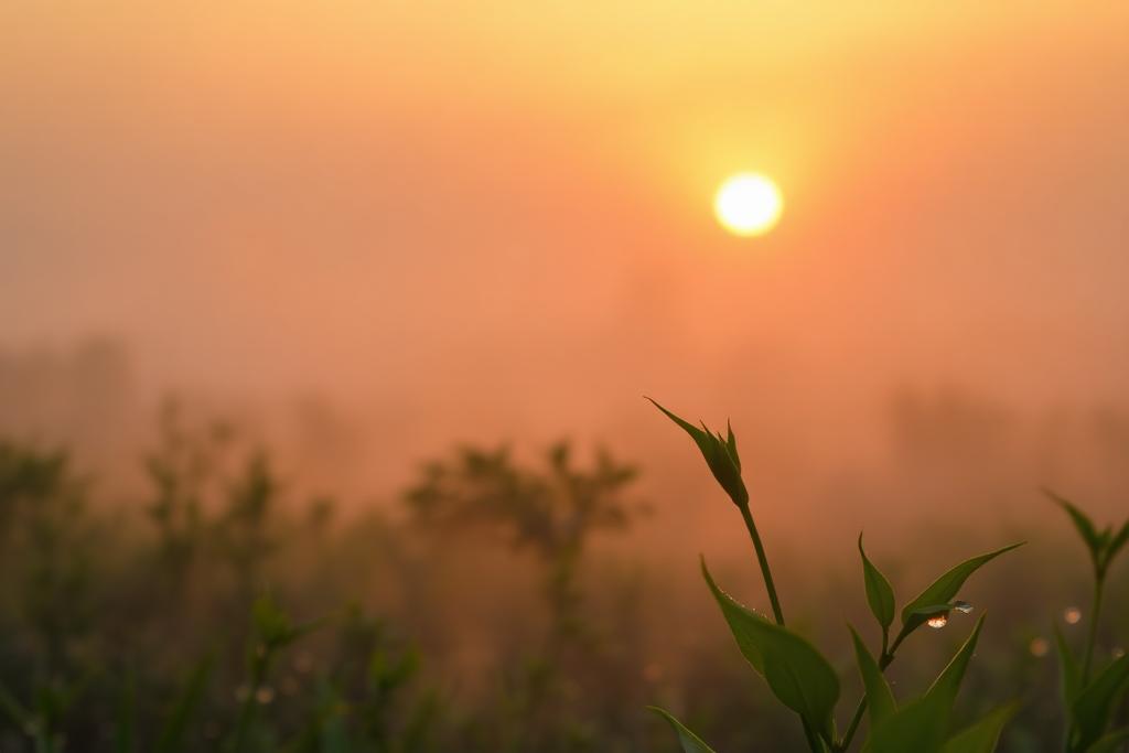 Day 188: New Mercies for a New Day — Still Walking devotional artwork