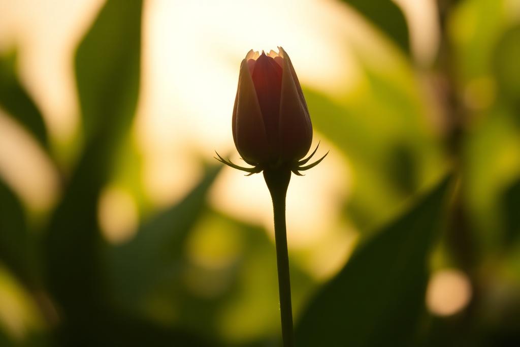 Day 214: The Unfurling Wonder — Still Walking devotional artwork